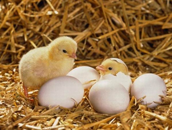 Nằm mơ thấy trứng và gà | Giải mã giấc mơ thấy gà đẻ trứng