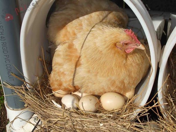 Nằm mơ thấy trứng và gà | Giải mã giấc mơ thấy gà đẻ trứng